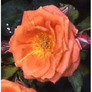 Floribunda Rose