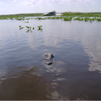 Miami Sightseeing - Hop On Hop Off Combo Tours Miami Sightseeing and Everglades Airboat Combo