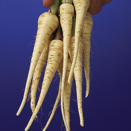 Vegetable Seeds - Parsnip Lancer Average