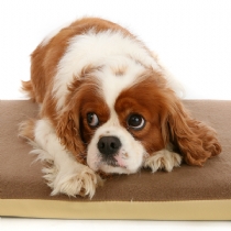 Pet Life Posture Pal Memory Foam Pet Bed 24 X 18