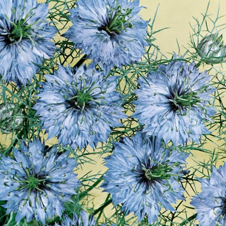 Miss Jekyll Seeds (Love-In-A-Mist)