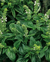 Nigel`s Eco Store Herb Seeds: Sweet Basil - add some Italian