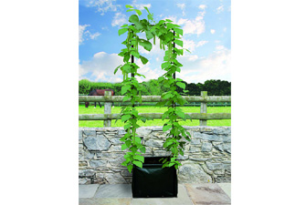 Nigel`s Eco Store Pea and Bean Patio Planter