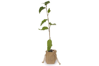 Nigel`s Eco Store Wild Cherry Tree