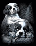 Reeves - Scraperfoil Spaniels