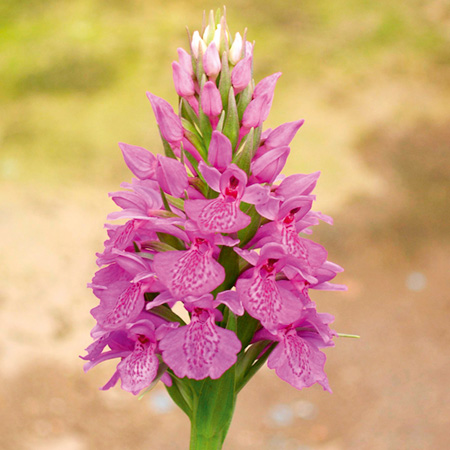 Dactylorhiza Elata 1 Potted Plant