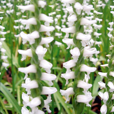 Spiranthes Chaddos Ford 1 Potted Plant