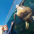 Palma Aquarium from South Majorca - Adult