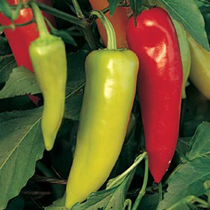 Pepper Inferno F1 Seeds