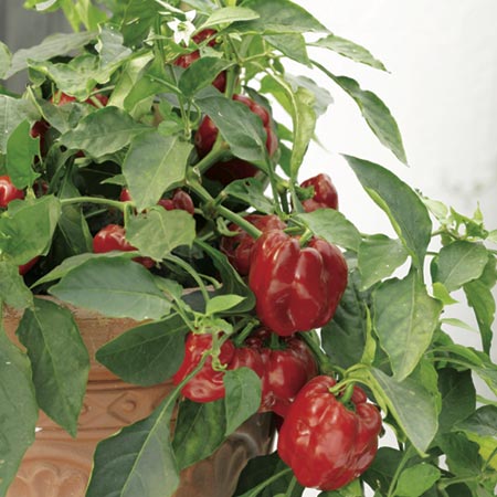 Redskin F1 Seeds (Capsicum) 8 seeds