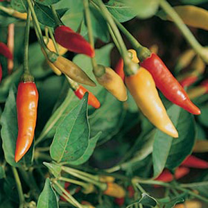 Tabasco Seeds