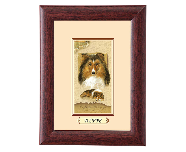 personalised Framed Dog Breed Picture - Shetland Sheepdog