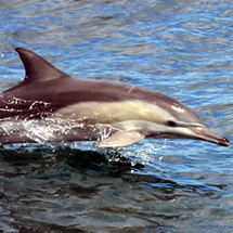 Stephens, Nelson Bay Dunes and Dolphins -