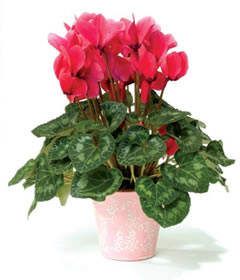 Post-a-Rose Cyclamen