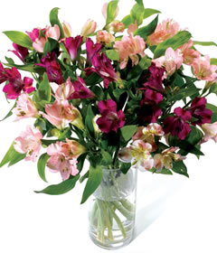 Post-a-Rose Pink Peruvian Lilies