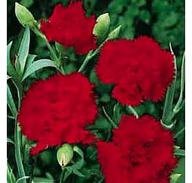 Premier Seeds Direct CAR02F Carnation Scarlet Red Finest Seeds (Pack of 350)