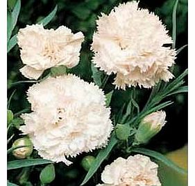 Premier Seeds Direct CAR05F Carnation Finest Seeds - White (Pack of 350)