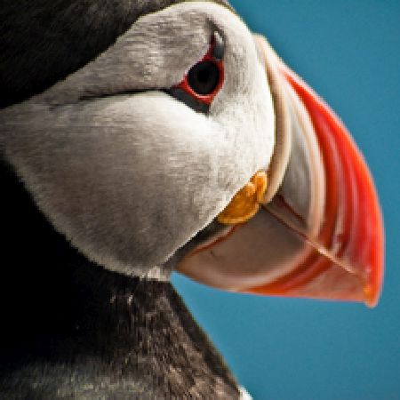 Puffin Watching from Reykjavik - Child with