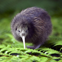 RAINBOW Springs and Kiwi Encounter - Adult