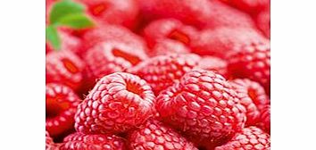 Raspberry Plants - Autumn Treasure