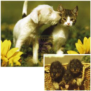 Animal Friends 2 x 20 Piece Jigsaw Puzzles