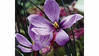 Crocus Bulbs