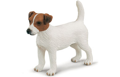 Jack Russel