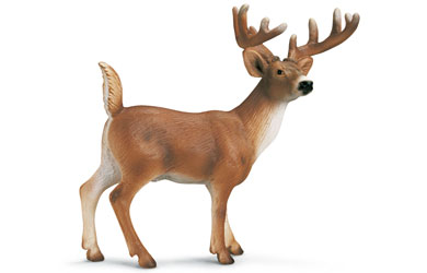 White-Tailed Buck