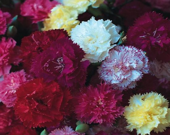 SeeKay Carnation - Hardy Border Mix - 60 seeds - Perennial