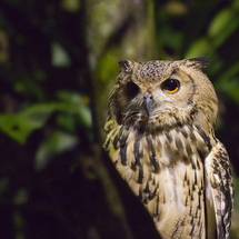 Singapore Night Safari - Adult with Dinner