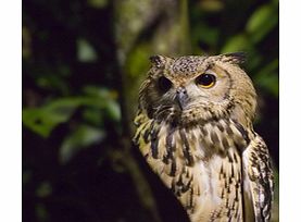 Night Safari - Child with Dinner