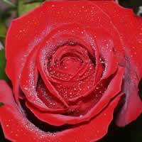 Single Red Rose with Beargrass