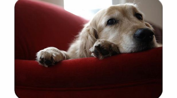 Snuggle Golden Retriever Dog Sitting On Sofa Premium Quality Thick Rubber Mouse Mat Pad Soft Comfort Feel Finish