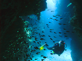 South Africa diving holiday and safari