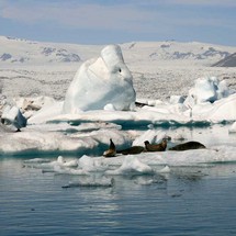 South Coast and Jokulsarlon Glacial Lagoon - Adult