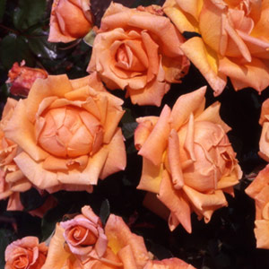 Occasion Hybrid Tea Rose