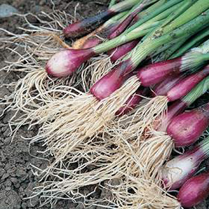 Spring Onion Lilia Seeds