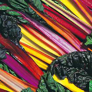 Swiss Chard Bright Lights Seeds