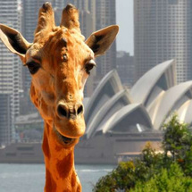 Opera House and Taronga Zoo - Adult