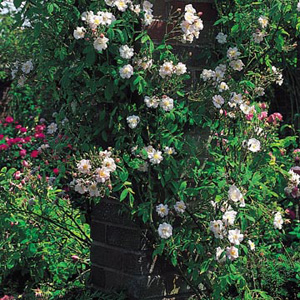 Garland - Climbing Rose ** AUTUMN PRE ORDER