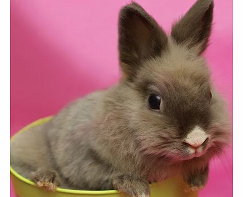 The Postcard Store Greeting card Rabbit in a Bucket