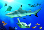 Theme Parks Birmingham National SEA LIFE Centre Special Offer