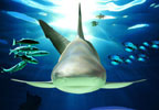 Theme Parks Blackpool SEA LIFE Centre Tickets