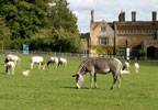 Marwell Wildlife Park Tickets (Off Peak)