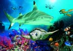 Theme Parks Scarborough SEA LIFE and Marine Sanctuary HALF