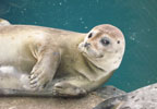 Theme Parks Scottish SEA LIFE Sanctuary Oban Special Offer