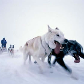 treatme.net Dogsled Adventure for 2