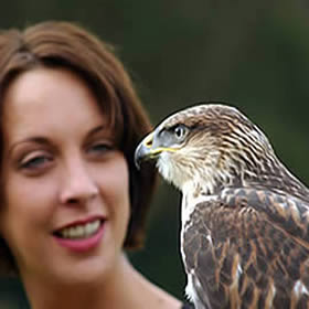 treatme.net Falconry Experience 1/2 Day - Jedburgh