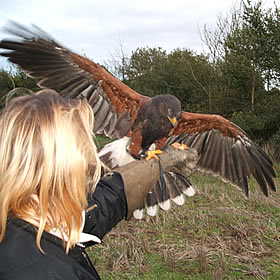 treatme.net Full Day Falconry Experience (Billericay)