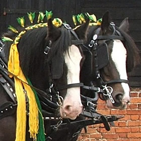 treatme.net Hands On Shire Horse Experience for 2